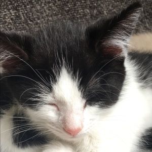 Meet your Posher, Brady